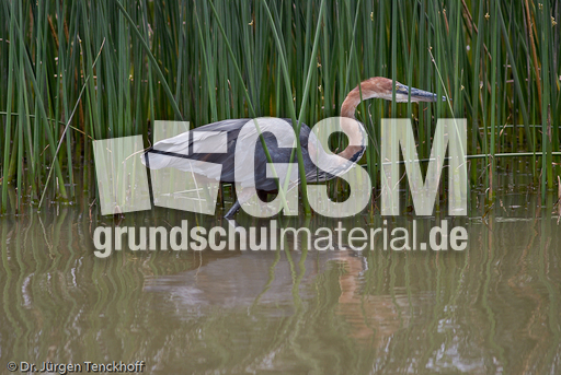 Purpurreiher (7 von 12).jpg